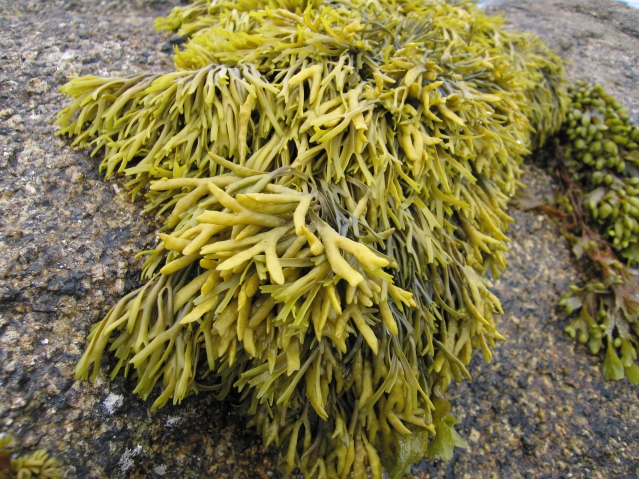 Tom Corser, Seaweed